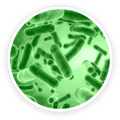 Bamboo complex in PawBiotix dog probiotics