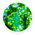Chlorella powder in PawBiotix dog probiotics