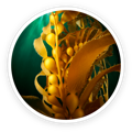 Organic kelp powder in PawBiotix dog probiotics